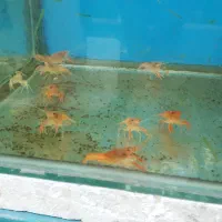 انواع ماهی گیاه خوار و گوشت خوار جدید|ماهی|کرمان, |دیوار