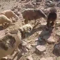 فروش ۲۰ راس میش با بره میش جوان|حیوانات مزرعه|ناغان, |دیوار