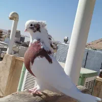 کبوتر نقابی سرخ|پرنده|هرسین, |دیوار