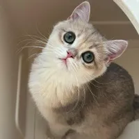 گربه اصیل تربیت‌شده در منزل شخصی