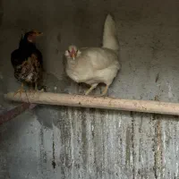 مرغ گلین|حیوانات مزرعه|کرج, شهرک نهال و بذر|دیوار