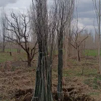 پیش فروش نهال تبریزی چیت