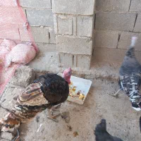 فروش بوقلمون|حیوانات مزرعه|دهدشت, |دیوار