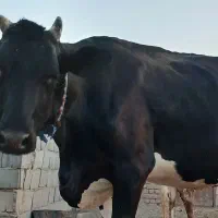 گاو ۲۸تا ۳۳کیلو شیر