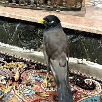 مرغ مینا|پرنده|کرج, شاهین‌ویلا|دیوار