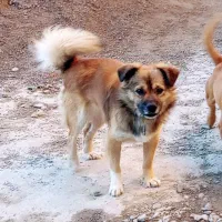 سگ پاکوتاه نر