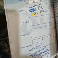 ژرمن بلک فیس پاخرگوشی|سگ|رفسنجان, |دیوار