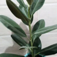 گل آپارتمانی