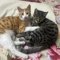 واگزاری گربه نر