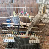 پرنده