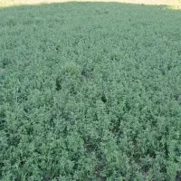 بذر یونجه تضمینی|خدمات باغبانی و درختکاری|بهبهان, |دیوار