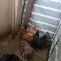 10 عدد مرغ تخم گذار