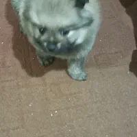 پامرخرسی عروسکی|سگ|محمدیه-قزوین, |دیوار