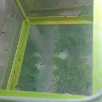 بچه گوپی نژاد دامبو ردتیل گریدA+