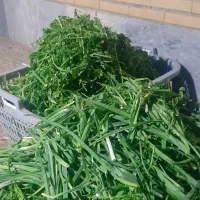 قرمه سبزی پر سرخ خانگی|خوردنی و آشامیدنی|فردیس, قریشی|دیوار