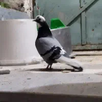 کبوتر