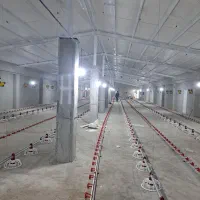 نیروی مرغداری