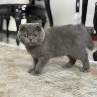 گربه اسکاتیش بلو وارداتی|گربه|کرج, عظیمیه|دیوار