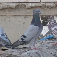 کبوتر|پرنده|پارسآباد, |دیوار