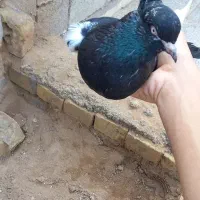 کبوتر کله سیاه