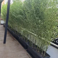 خدمات باغبانی باغچه کاری تعویض گل‌های آپارتمانی