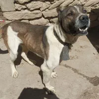 سگ سرابی بشدت عصبانی