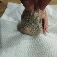 ۲تا جوجه کبوتر طوقی و تهرونی سرلاکی برا دستی کردن|پرنده|اصفهان, عاشق‌آباد|دیوار
