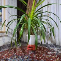 گل طبیعی آپارتمانی مناسب رستوران،فروشگاه وخونه