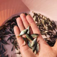انواع بچه ماهی پرورشی مناسب تمامی استخر ها|ماهی|قم, آزادگان|دیوار