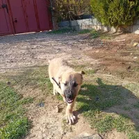 میکس ژرمن دوبرمن