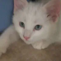 گربه گمشده سفید