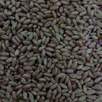 گندم بذری