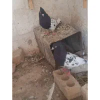 کبوتر کله سیاه