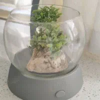 تنگ ماهی تترا