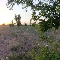 باغ|فروش دفتر صنعتی، کشاورزی، تجاری|سلطانیه, |دیوار