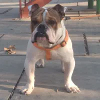 انگلیش بولداک وارداتی