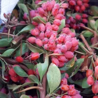 خریدار زرشک تازه نقد