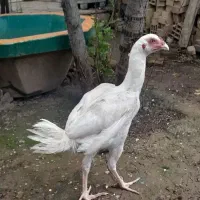 خروس لاری