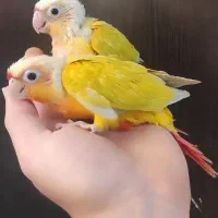 جوجه گرینچیک و گرینچیک نر