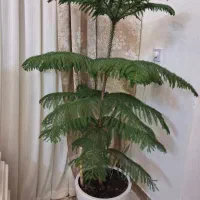 گل کاج مطبق سرحال