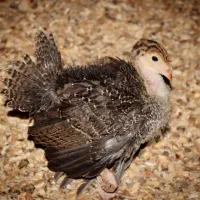 جوجه بوقلمون۴۰ روزه