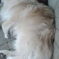 پیدا شده سگ