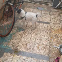 سگ پشمالو|سگ|بندر امام خمینی, |دیوار