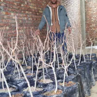 کرال نهال قاسمی