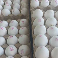 پخش تخم مرغ ،کلوچه،آبمیوه،قندبه قیمت عمده|فعالیت داوطلبانه تحقیقاتی|ارومیه, |دیوار