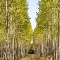 پخش و تولید نهال کبوده