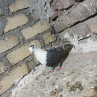 کبوتر سر سفید|پرنده|اسفرورین, |دیوار