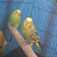 یک جفت مرغ عشق