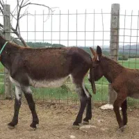 فروش که عدد خر همراه کره