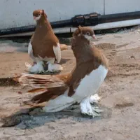 کبوتر یوولگا یولگا زینتی|پرنده|چمستان, |دیوار